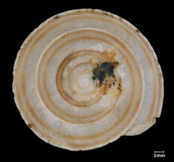 Media type: image;   Malacology 12178 Aspect: apical